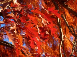 Vörösök vetélkedője