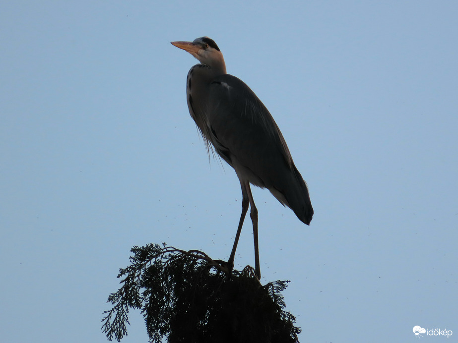 Nézem a naplementét!