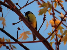 Széncinege a napkelte fényében