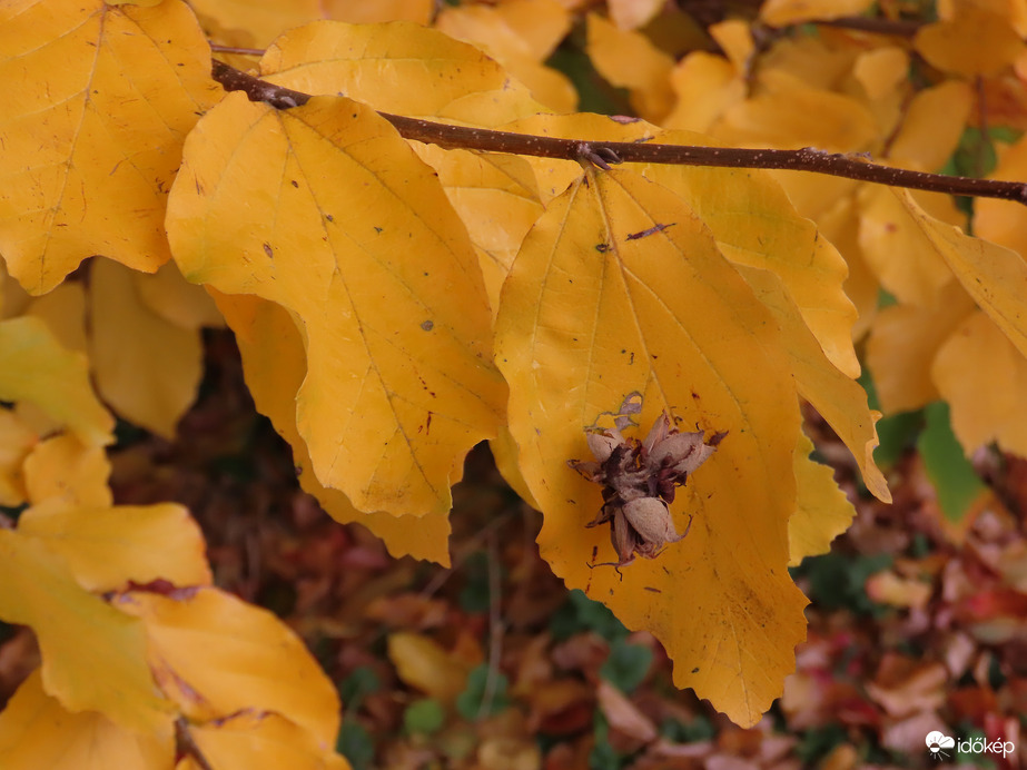 Fennakadva a levélen