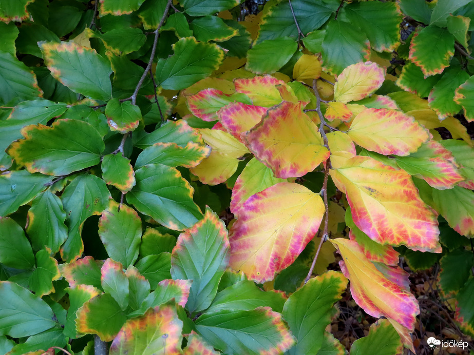 Színesedő levelek