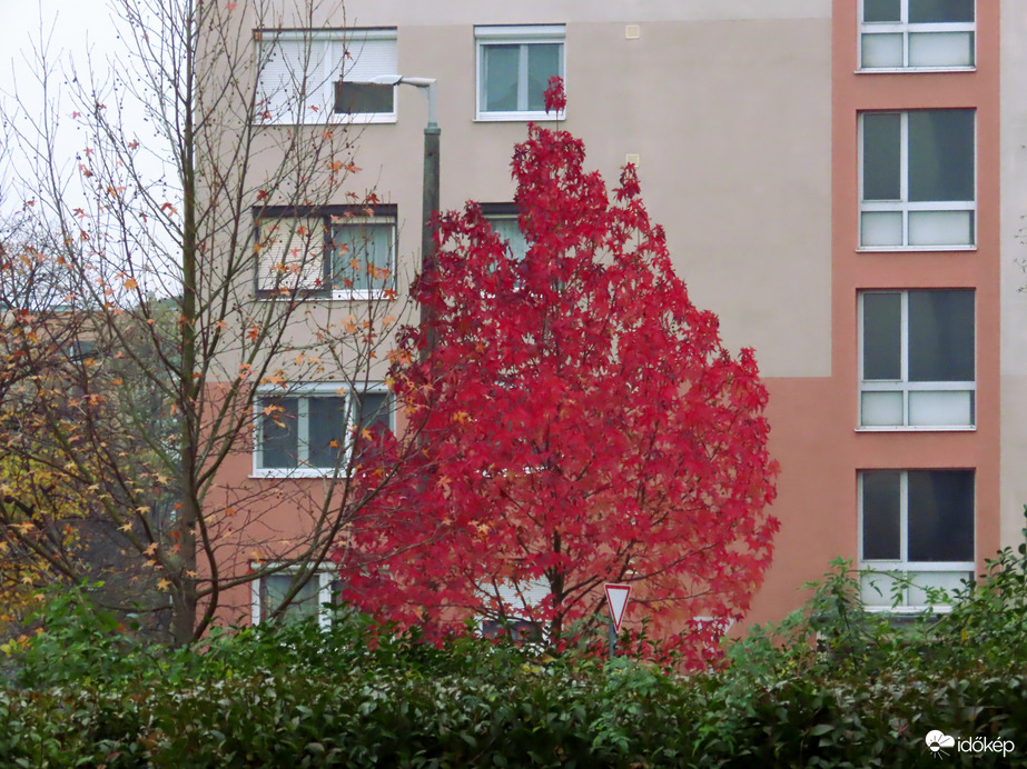 Kora reggel is messziről virít