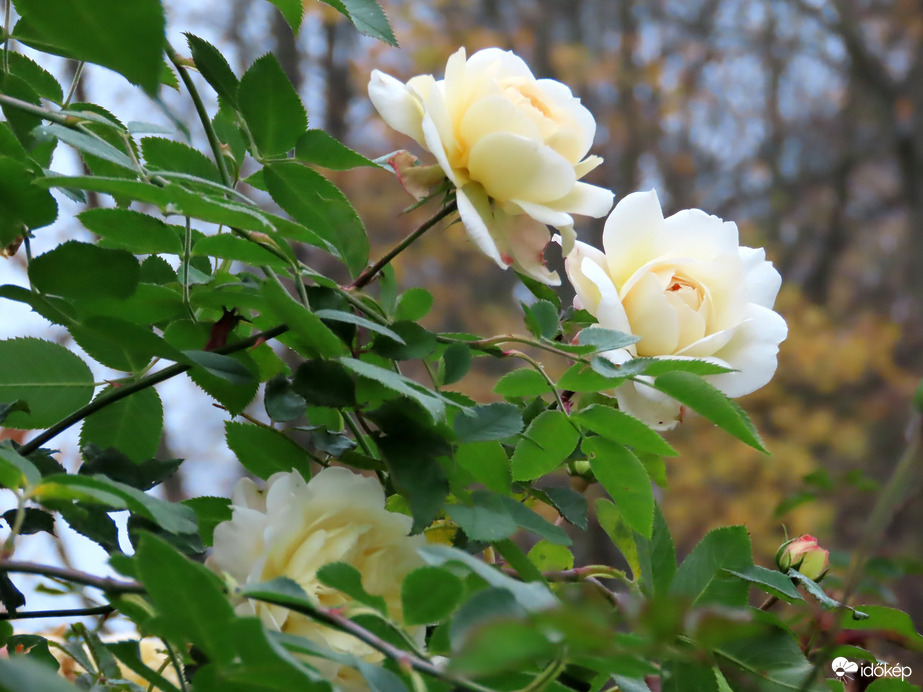 Még illatoznak a Sportliget rózsái 2.