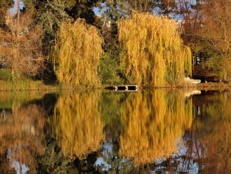 Tükörbe néztek a fűzfák