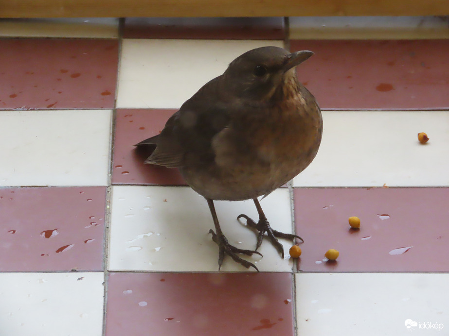 Látod? Ennyi bogyót ettem!