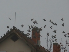 Gyülekező reggeli ködben