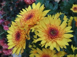 Délutánra is megőrizték a ködcseppeket