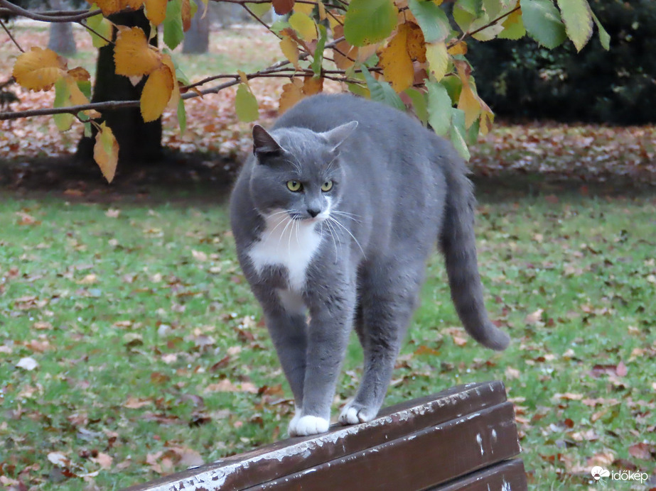 Jaj! Jön egy kutyus!