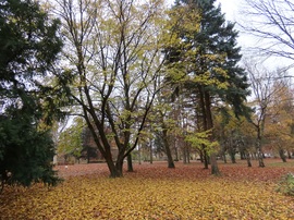 A Csónakázó-tó szigetén mindent levélszőnyeg borít