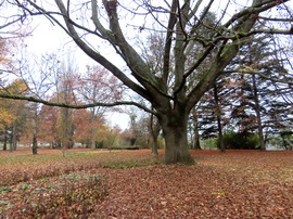 A Csónakázó-tó szigetén mindent levélszőnyeg borít