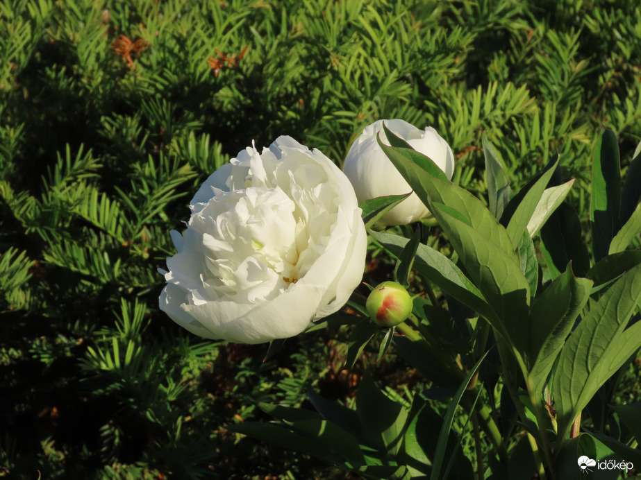 Reggeli szépség a Sportligetben: Bazsarózsa