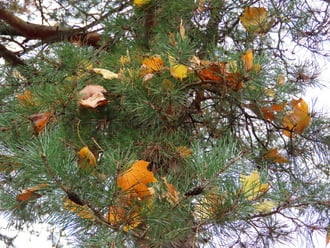 Fenyő levéldísszel