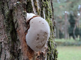 Egy fatörzsön láttam