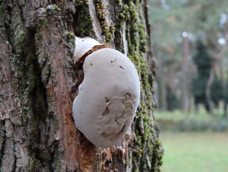 Egy fatörzsön láttam