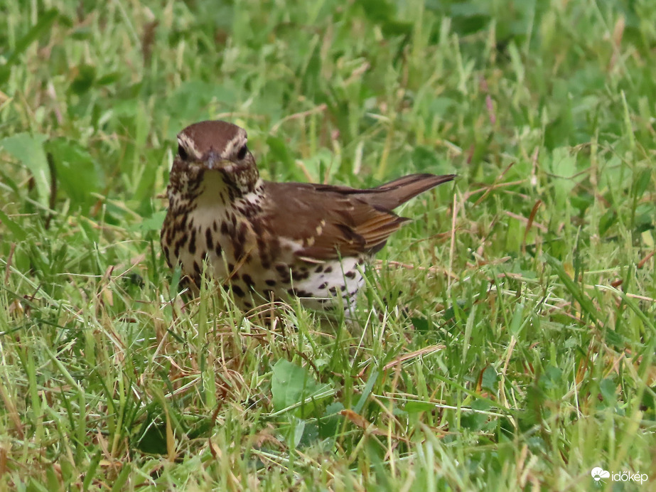 Énekes rigó a fűben