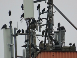 Megérkezett a Csókák serege