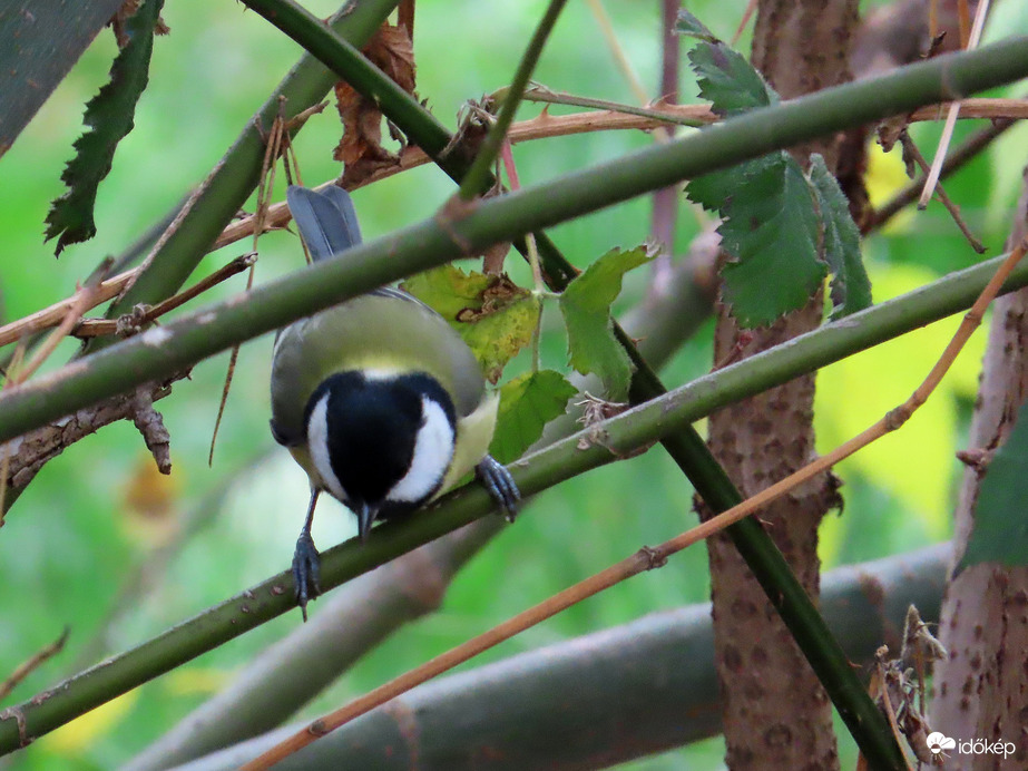 Röppenek ágról ágra