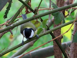 Röppenek ágról ágra