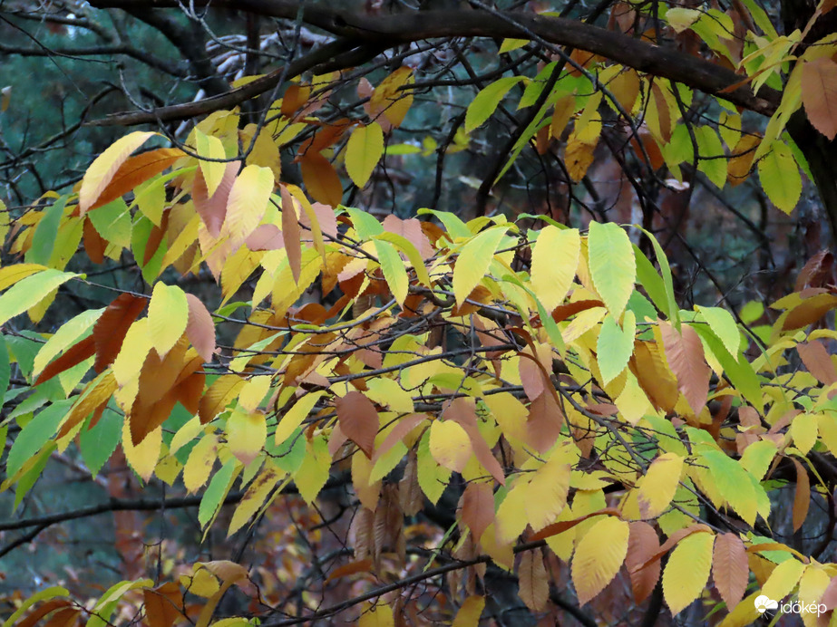 Színek szürke időben