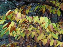 Színek szürke időben