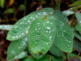 Gyöngyökkel díszítve