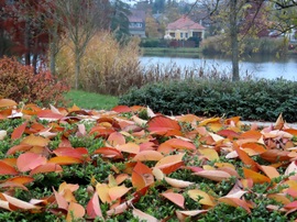 Őszi színek a tóparton