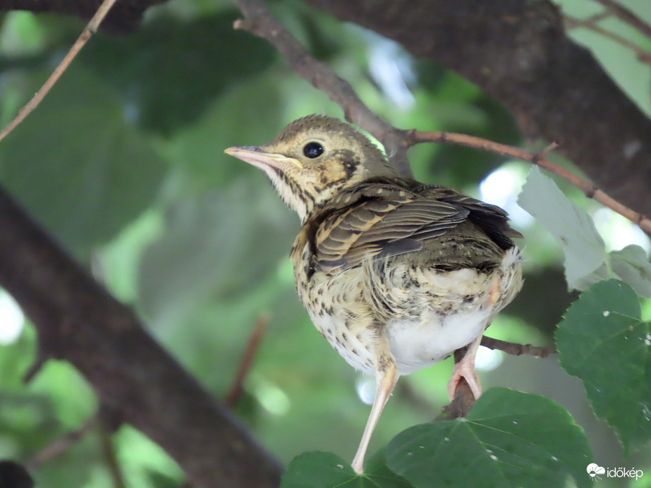 Az ágak közé bújtam!
