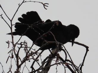 Sikerült elzavarnom!