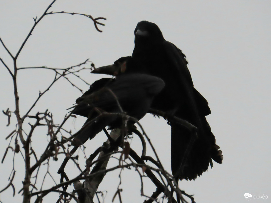 Kettőnknek kevés a hely!