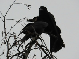 Kettőnknek kevés a hely!