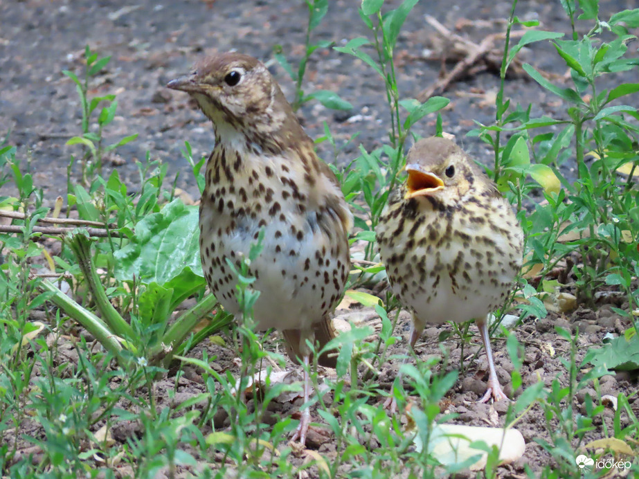 Jó a mama közelében lenni!