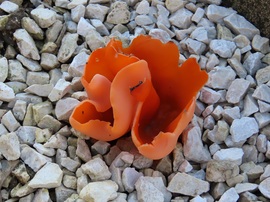 Narancsszínű csészegomba?