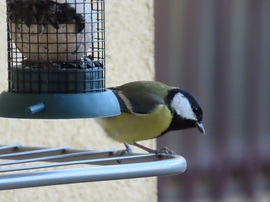 Vajon hova ejtettem a magot?