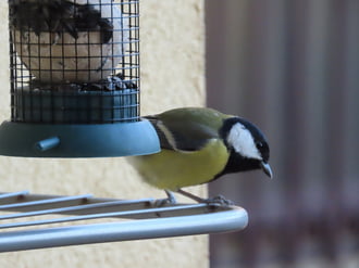 Vajon hova ejtettem a magot?