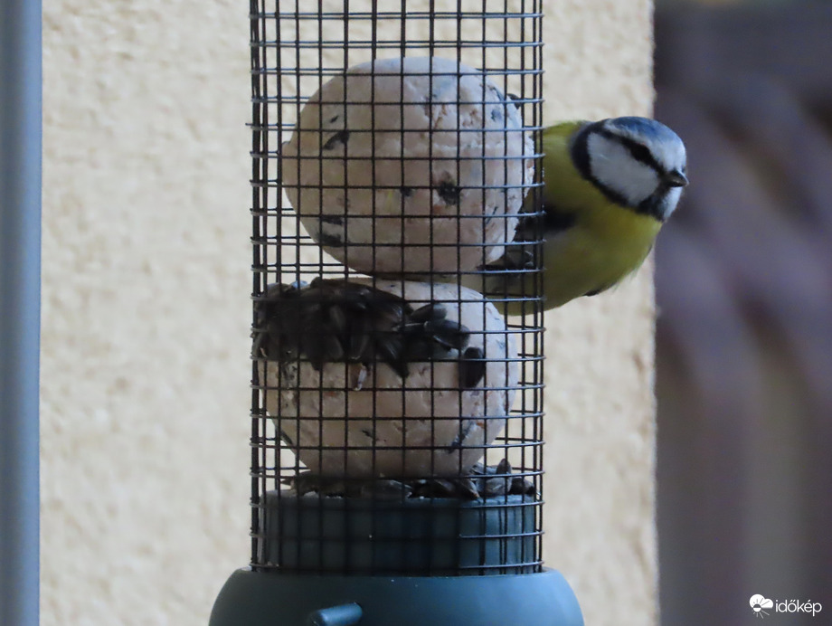 Finom a cinkegolyó!