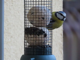 Finom a cinkegolyó!