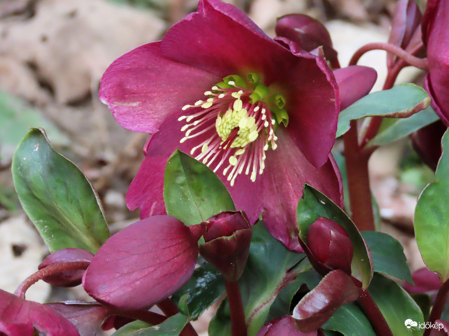 A lakótelepen láttam