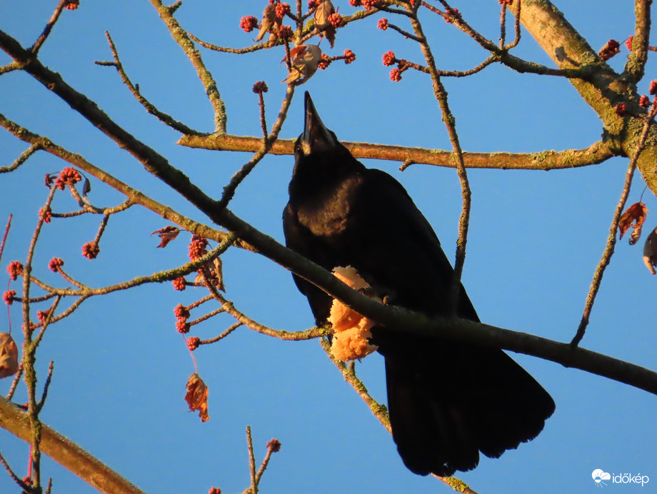 Én is találtam reggelit