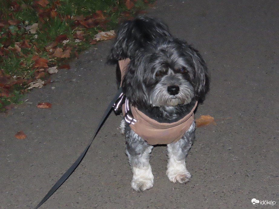 Már megint korán sétálunk!