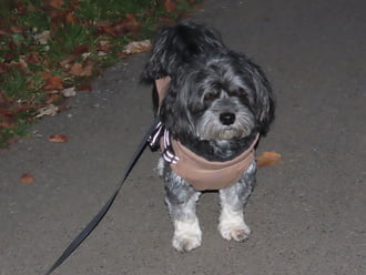 Már megint korán sétálunk!