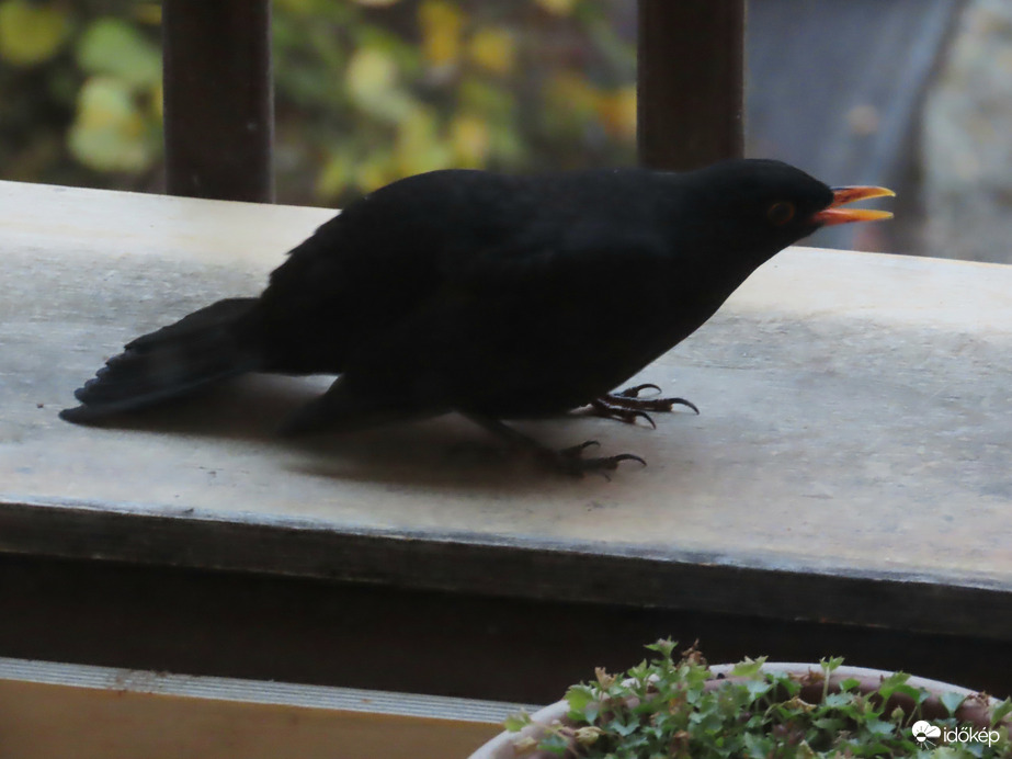 Ijesztgetőst játszik!