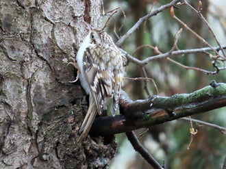 Esőszünetben láttam