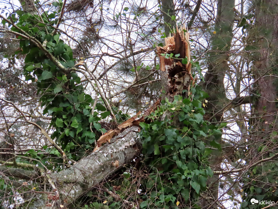 Derékba törte a viharos szél