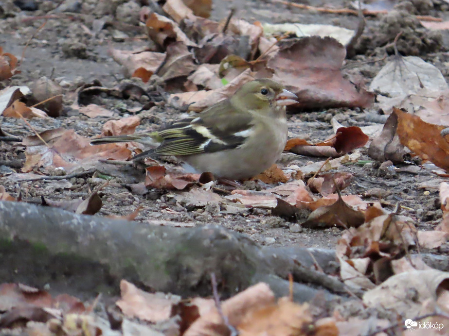 Erdei pinty lehullott magokat csipeget