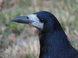 Arckép