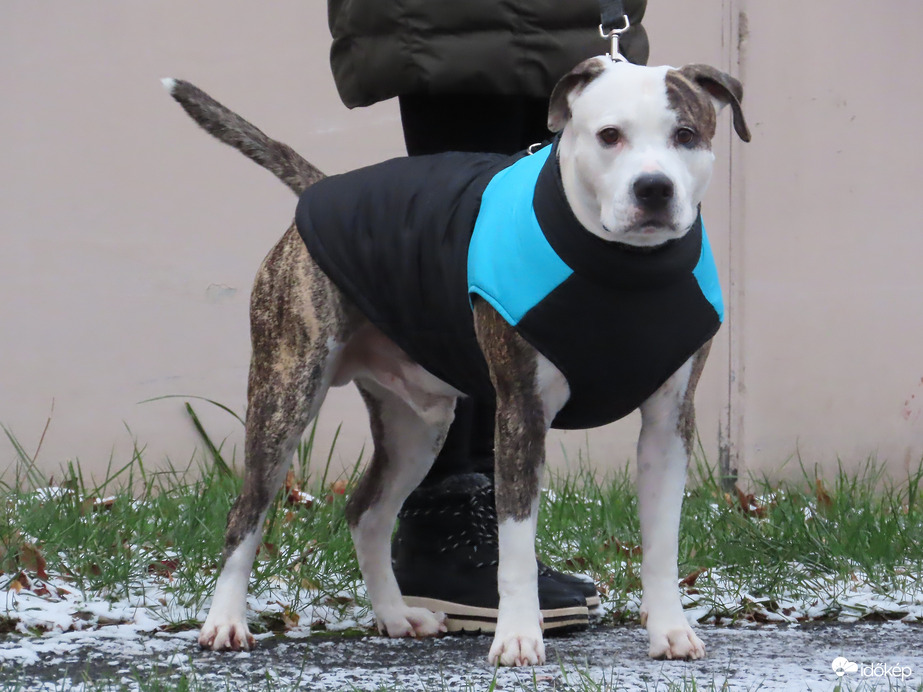 Türelmesen várok, amíg a gazdi beszélget