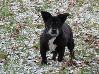 Én is a gazdira várok!