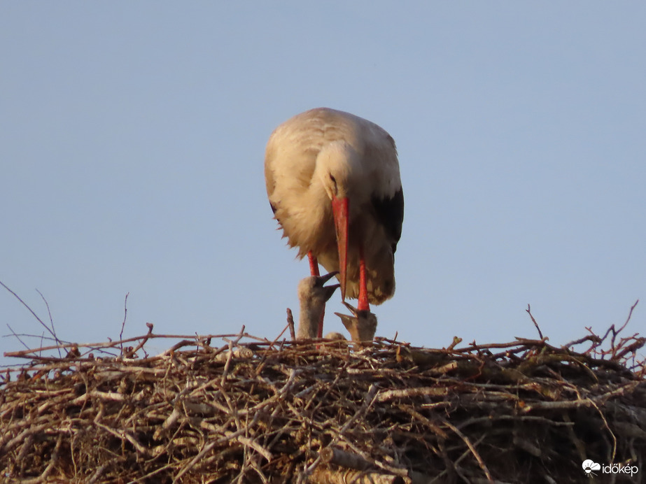Végre láttam fiókákat a lakótelepi fészken!