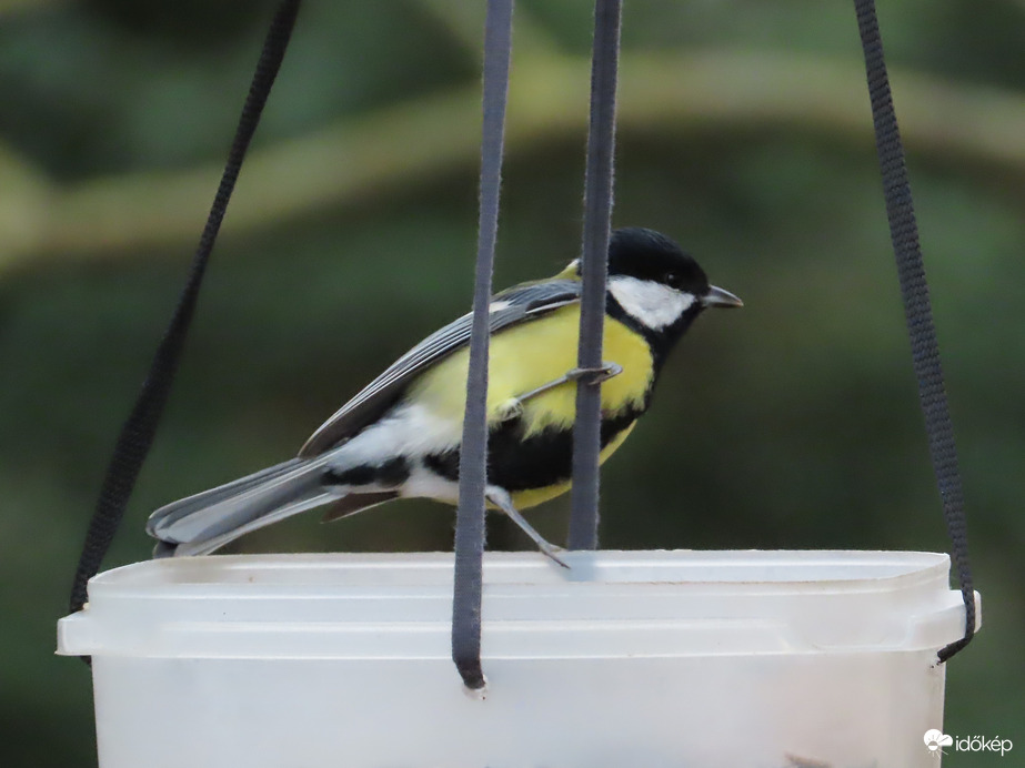 Nagy a forgalom a sziget etetőjén