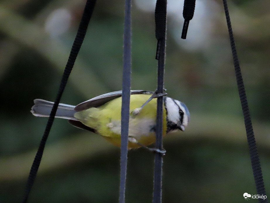 Nagy a forgalom a sziget etetőjén